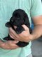 Superbes chiots berger allemand noirs