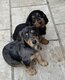 4 magnifiques bébés teckels nains à poils longs