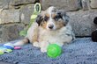 Chiots berger australien avec pédigrée SRSH