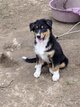 Chiots berger australien avec pédigrée SRSH