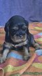 Chiots Femelle