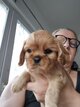 Chiots Femelle