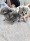 Magnifiques chatons Scottish Fold & Straight