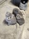 Magnifiques chatons Scottish Fold & Straight
