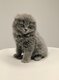 Magnifiques chatons Scottish Fold & Straight