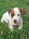 Chiots Jack-Russell