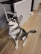 Husky à vendre