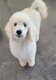 Magnifique caniche royal
