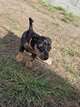Chiot teckel nain