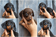 Chiot teckel nain