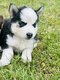 Chiot husky à la réservation