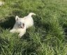 Chiot husky à la réservation