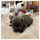 Bébé bouledogue français