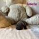 Bébé bouledogue français