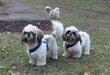 Shih Tzu adultes - 3 femelles et 1 mâle