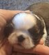 Splendides shih tzus chiots possédant le pedigree