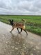 Superbe malinois à donner contre bons soins