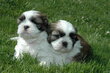 🐶❤️ Magnifiques chiots Shih Tzu ❤️