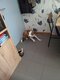 Adopter border collie