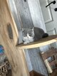British Shorthair & Longhair