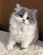British Shorthair & Longhair