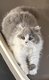 British Shorthair & Longhair