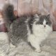British Shorthair & Longhair