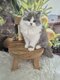 British Shorthair & Longhair