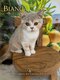 British Shorthair & Longhair