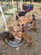 Chiots croisés griffon fauve de Bretagne