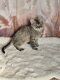 Selkirk rex