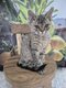 Selkirk rex