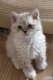 Selkirk rex
