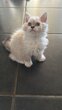 Selkirk rex