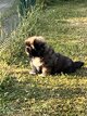Épagneul tibétain chiot LOSH disponible de suite