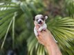 Chihuahuas