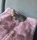 Chihuahua femelle