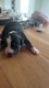 Chiot Berger australien