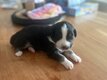 Chiot Berger australien