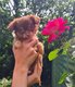 Chiot femelle chihuahua
