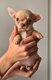 Chiot mâle chihuahua