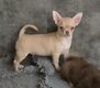Chiot mâle chihuahua