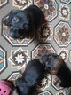 Chiots teckels poils durs