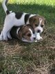 Chiot beagle