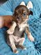 Chiot [cherche] une bonne famille