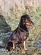 Chiot beauceron à reserver