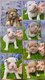 American bully