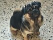 Magnifique chiens Carlin exotique adulte à vendre