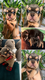 Bouledogue français Lila tan