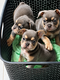 Bouledogue français Lila tan
